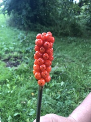 Arum cylindraceum