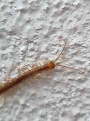 Lithobius