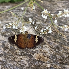 Celaenorrhinus dhanada
