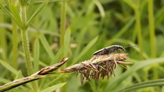 Oedemera