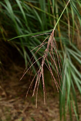 Miscanthus