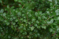 Eurya crenatifolia