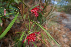 Grevillea oleoides