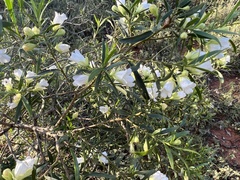 Eremophila mitchellii