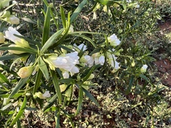 Eremophila mitchellii