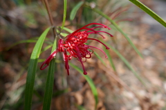 Grevillea oleoides