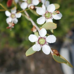 Leptospermum trinervium