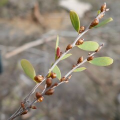 Leptospermum trinervium