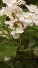 Erannis defoliaria