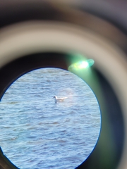 Ichthyaetus melanocephalus