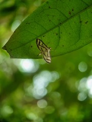 Perisyntrocha anialis