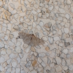 Hypomecis punctinalis