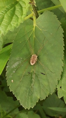 Rilaena triangularis