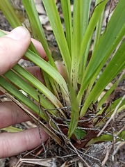 Cordyline pumilio