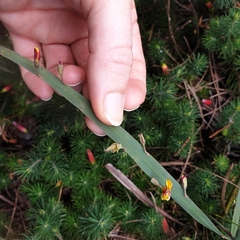 Bossiaea scolopendria