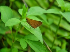 Polytremis lubricans