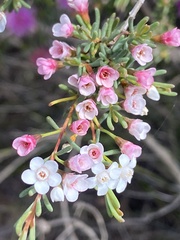 Chamelaucieae