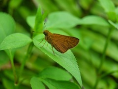 Polytremis lubricans