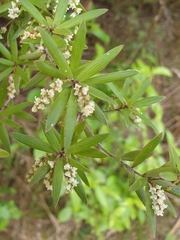 Leucopogon fasciculatus