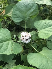 Clerodendrum chinense