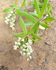 Leucopogon fasciculatus