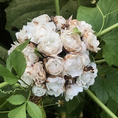 Clerodendrum chinense