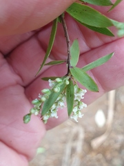 Leucopogon fasciculatus