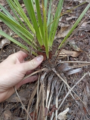 Cordyline pumilio