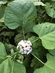 Clerodendrum chinense