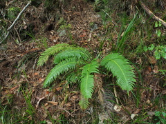 Struthiopteris niponica