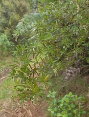 Leucopogon fasciculatus