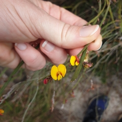 Bossiaea scolopendria