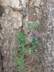 Thalictrum foetidum