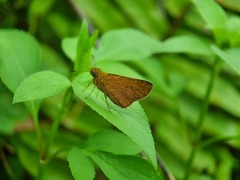 Polytremis lubricans