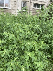 Chenopodium