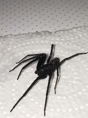 Segestria florentina