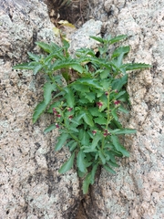 Scrophularia incisa