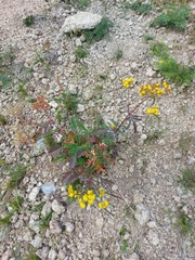 Patrinia rupestris