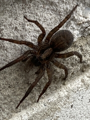 Trochosa