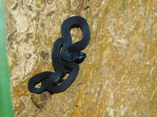 Montane Egg-eater