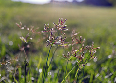 Cyperus rotundus