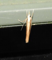 Orocrambus ramosellus