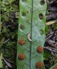 Thylacosceles radians