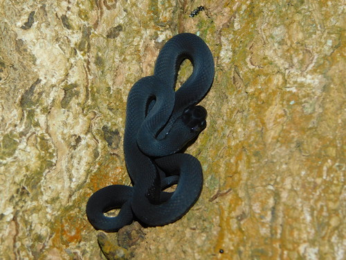 Montane Egg-eater
