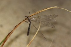Myrmeleon inconspicuus