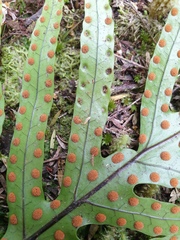 Thylacosceles radians