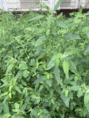 Chenopodium