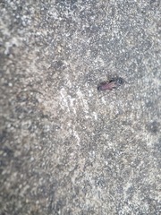 Liris subtessellatus