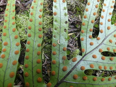 Thylacosceles radians