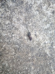 Liris subtessellatus